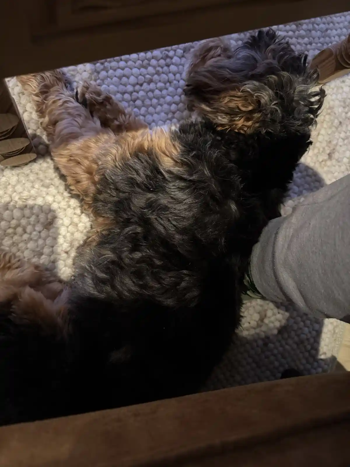 A small, fluffy dog with black and tan fur is lying on its back on a textured white rug, appearing relaxed and asleep. A…