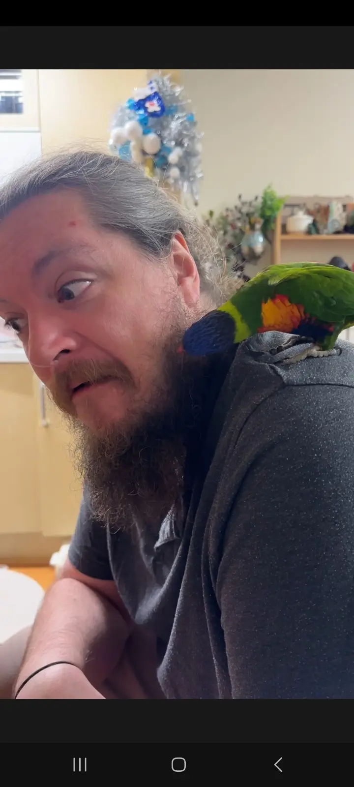 A man with a long beard and grey hair looks startled as a colorful lorikeet perches on his shoulder. The bird is brightly…