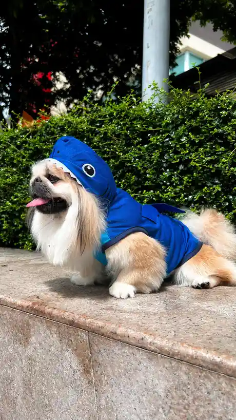 A small, fluffy pug dog wearing a blue shark costume with a hood featuring a cartoon shark face, sits on a stone ledge…