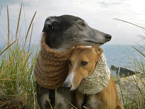 Two greyhounds, one dark grey and one tan, are standing close together in tall grass near the ocean, both wearing thick…