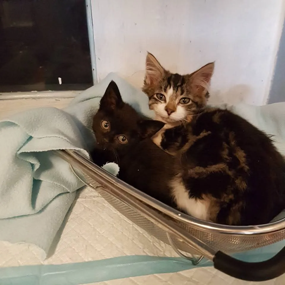 Two kittens, one black and one tabby, are curled up together inside a metal laundry basket lined with a light blue towel…