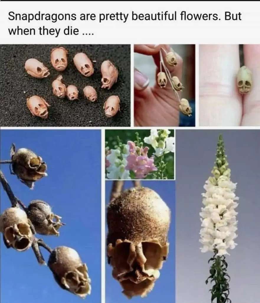 A collage of images showing snapdragon flowers in their vibrant, blooming state alongside their dried, shriveled seed pods…
