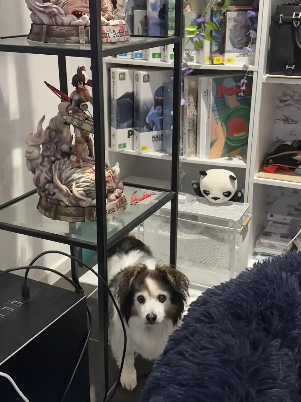 A small, fluffy dog with brown and white fur peeks out from behind a black metal shelving unit filled with anime figurines…