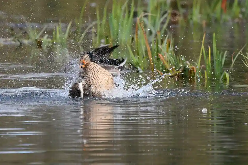 A female mallard duck is captured mid-action in a pond, vigorously splashing water with its wings and body, creating a…