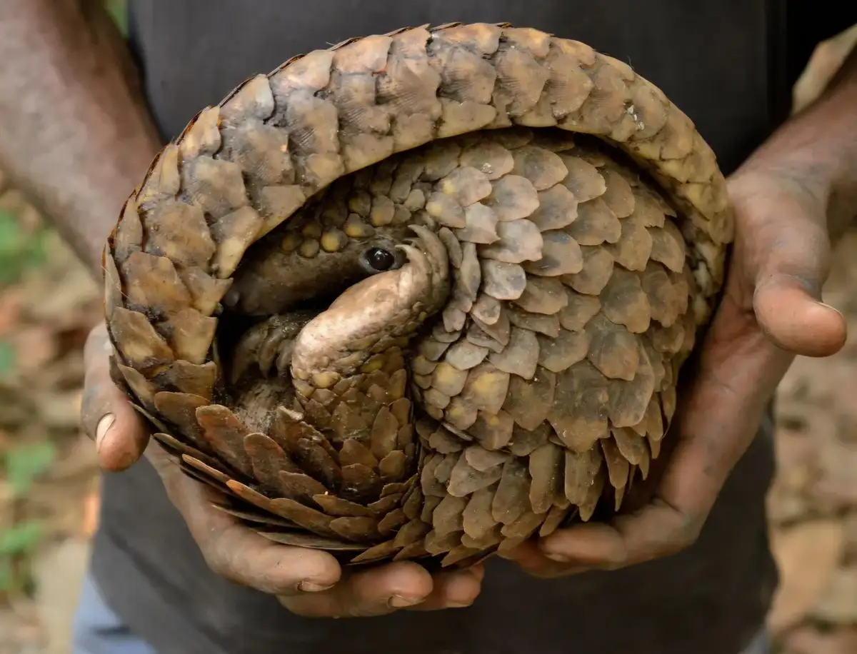 A person holds a pangolin curled into a tight, protective ball, its distinctive keratin scales forming a spherical armor…