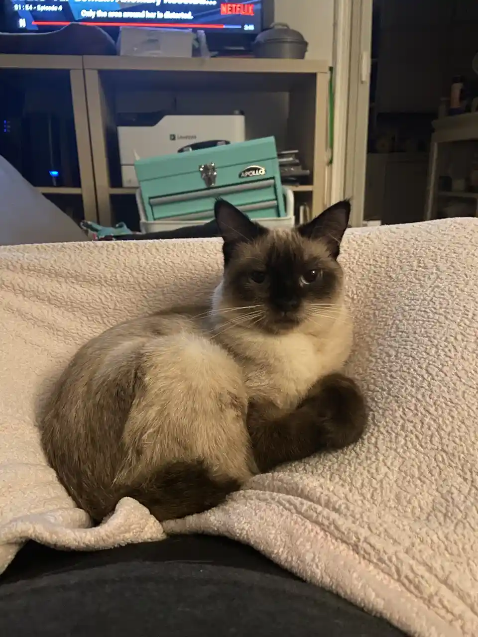 A siamese cat sits curled on a textured white blanket, looking directly at the camera with a serious expression. In the…