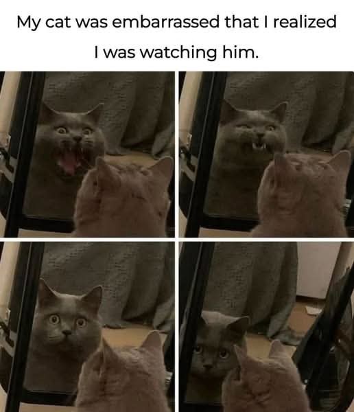 Oh No, Poor Cat!