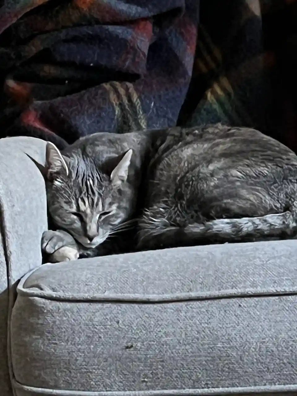 A gray tabby cat is curled up and sleeping soundly on the arm of a gray fabric couch, with a dark plaid blanket draped…