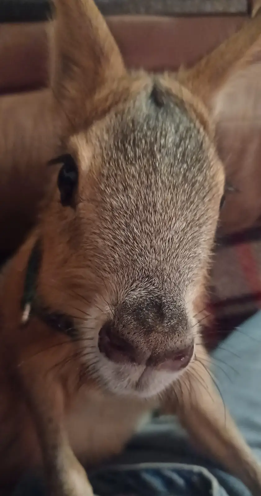 A close-up photo of a squirrel with a very human-like, almost smug or self-aware facial expression, looking directly at the…