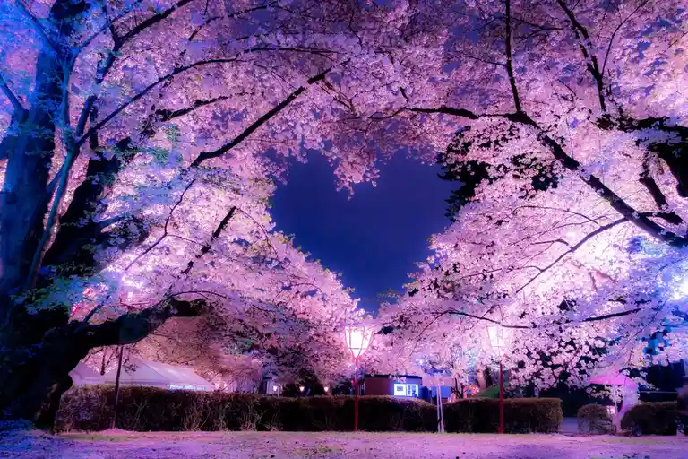 A stunning night photograph of cherry blossom trees with pink and white flowers forming an arch overhead, illuminated by…