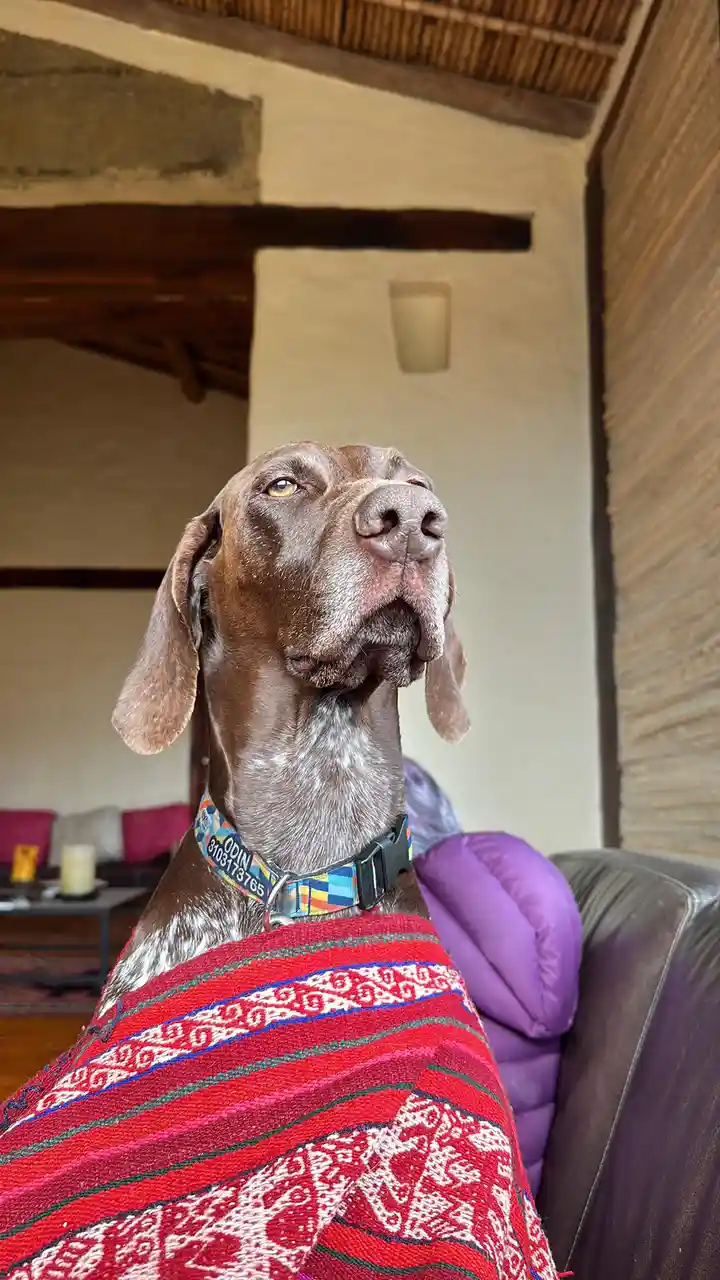 A brown dog with a calm, upward-looking expression sits draped in a colorful red patterned blanket, wearing a collar with…