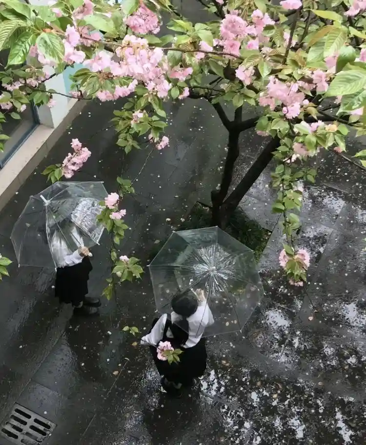 An overhead shot shows two people in school uniforms holding clear umbrellas under a cherry blossom tree during rain. Pink…