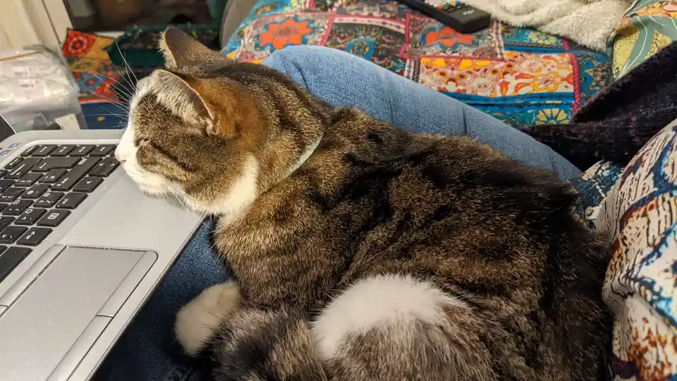 A tabby cat with white paws and a light blue collar is curled up asleep on a person's lap, which is covered in blue jeans…