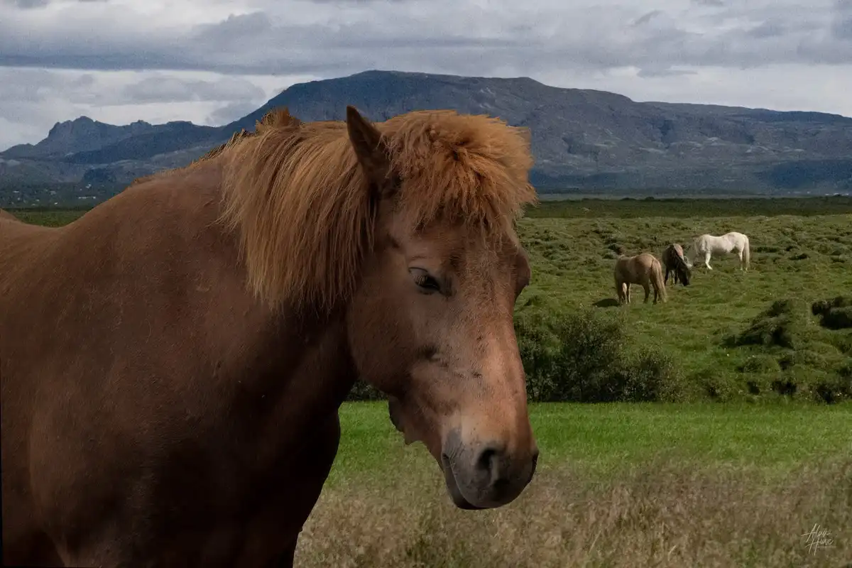 A close-up of a brown horse with a shaggy mane looking directly at the camera in a grassy field, with three other horses…