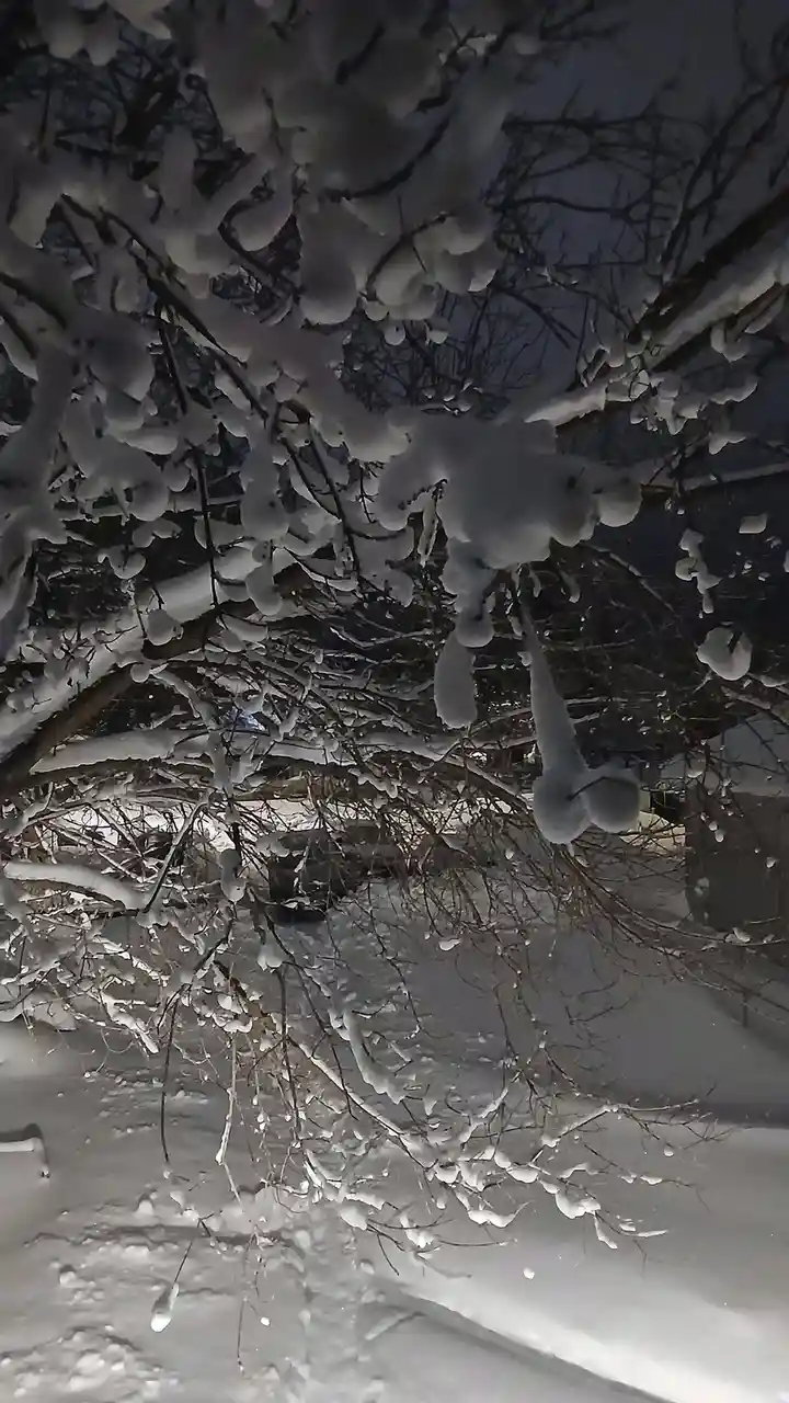 A nighttime photo shows tree branches heavily laden with snow, creating rounded, bulbous shapes on the twigs and long…