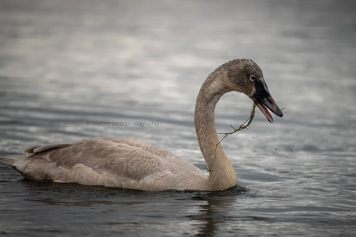 A young, grayish-brown swan is swimming in calm water with its head curved and mouth open, holding a green aquatic plant…