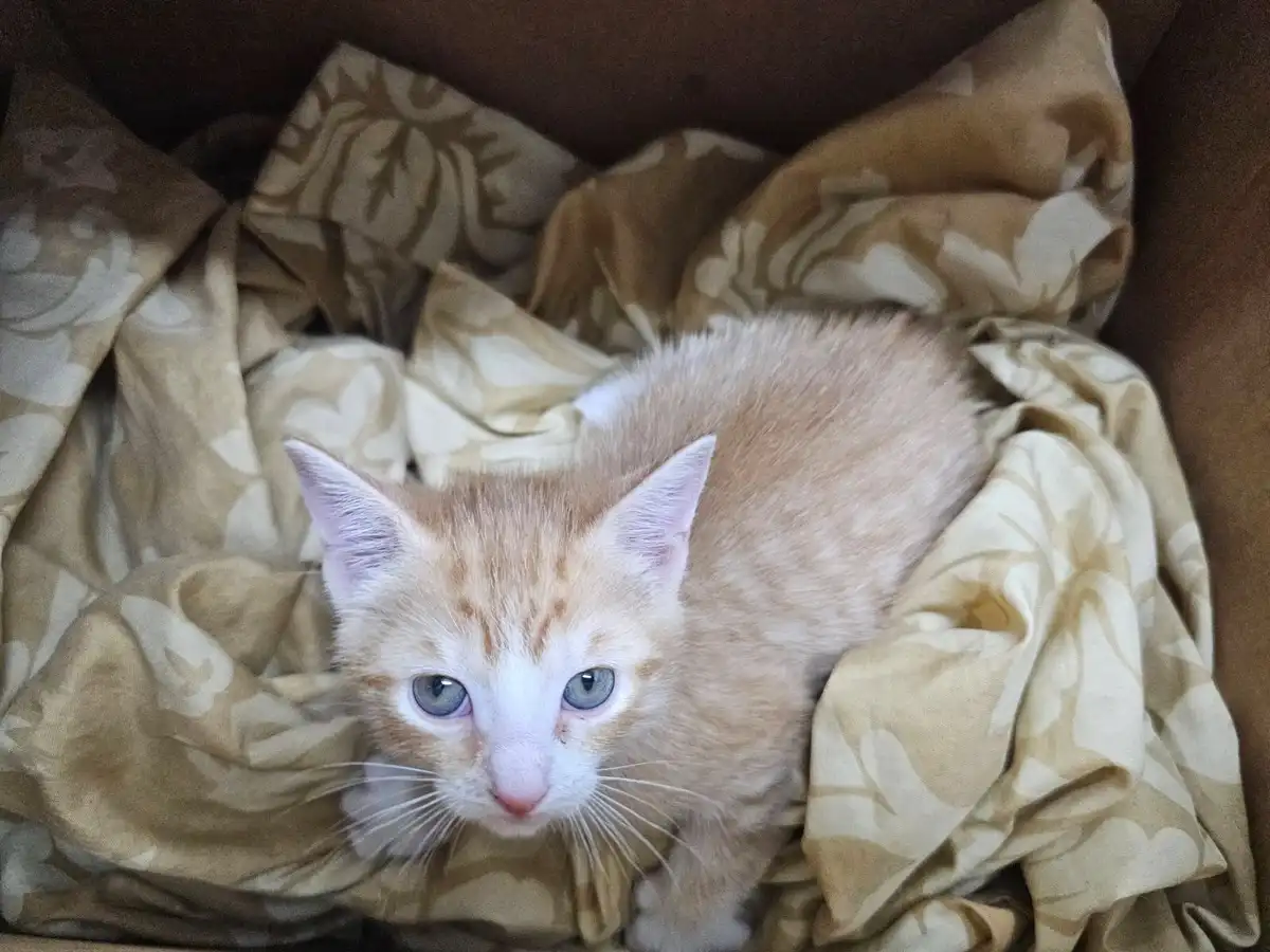 A small orange tabby kitten with striking blue eyes and a white muzzle is nestled in a rumpled beige and cream patterned…