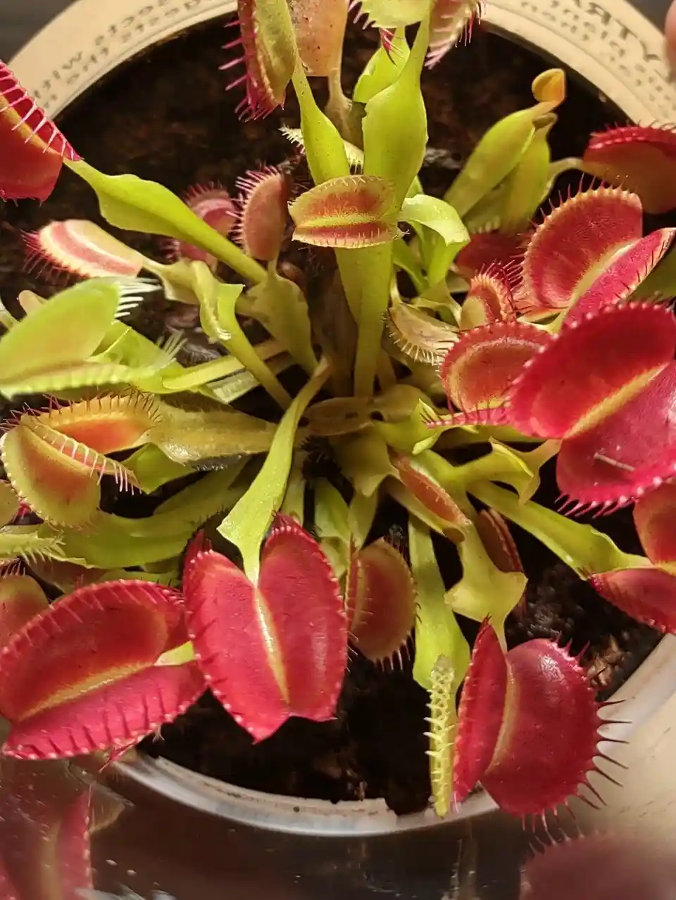 A close-up photo of a Venus flytrap plant with numerous open, red and green traps, some containing small insects, growing in…