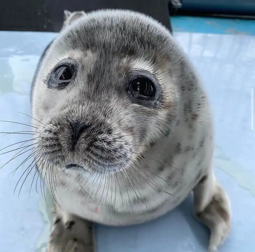 A close-up photo of a young seal pup with large, expressive dark eyes and a slightly downturned mouth, looking directly at…