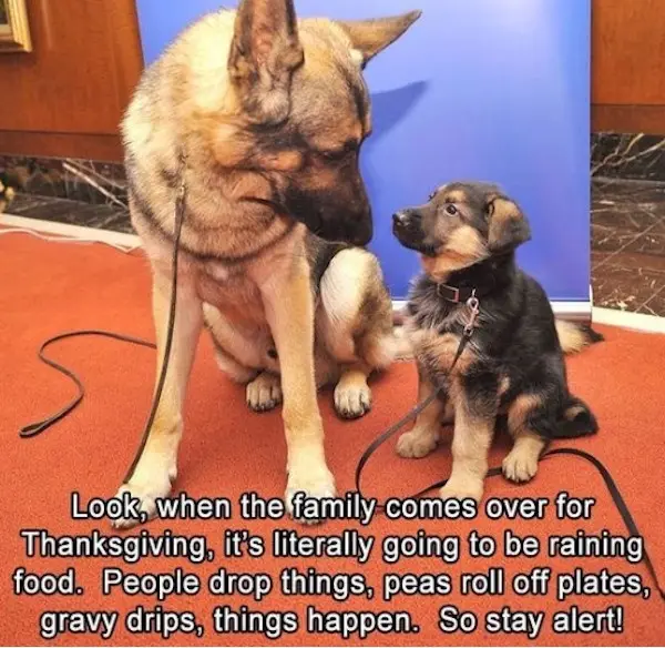 An adult German Shepherd and a small puppy sit side by side on a red carpet, both wearing leashes. The adult dog looks down…