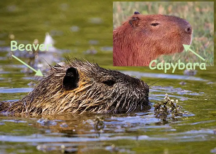 A beaver is partially submerged in water with a label pointing to it reading 'Beaver'. In the top right corner, an inset…