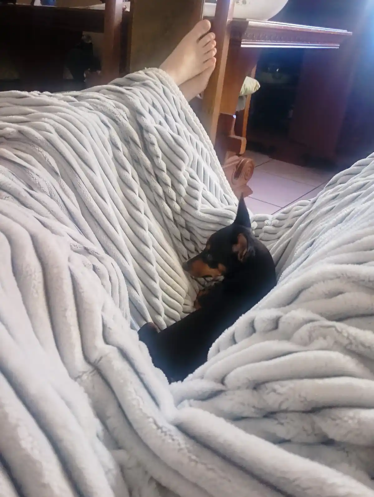 A small black and tan dog, likely a miniature pinscher or similar breed, is nestled under a thick, light gray, rope-textured…