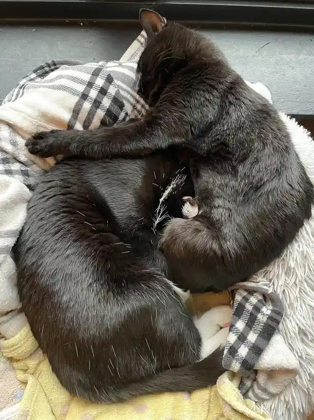 Two dark gray cats are curled up together on a pile of blankets, including a plaid one and a fluffy white one, appearing to…