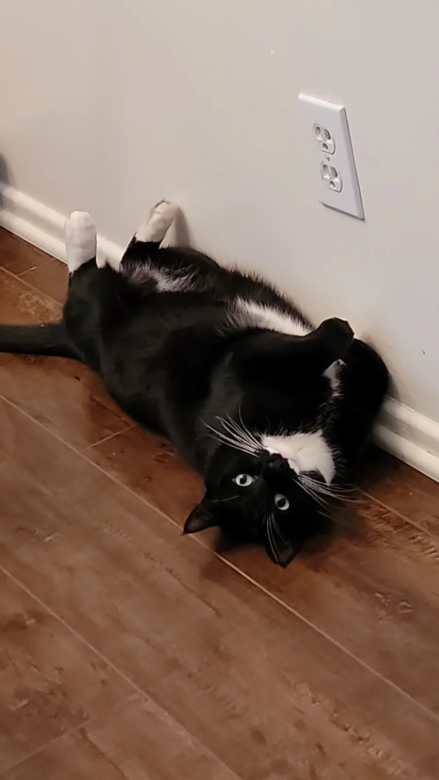 Are You a Fan of Adorable Kitties?