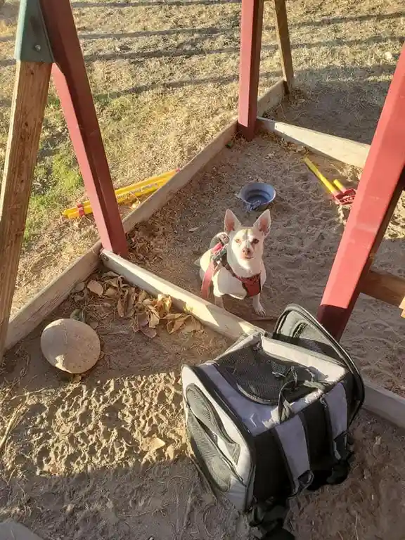 A small white chihuahua wearing a red harness sits patiently in a sandbox, looking up at the camera. Next to it is an open…