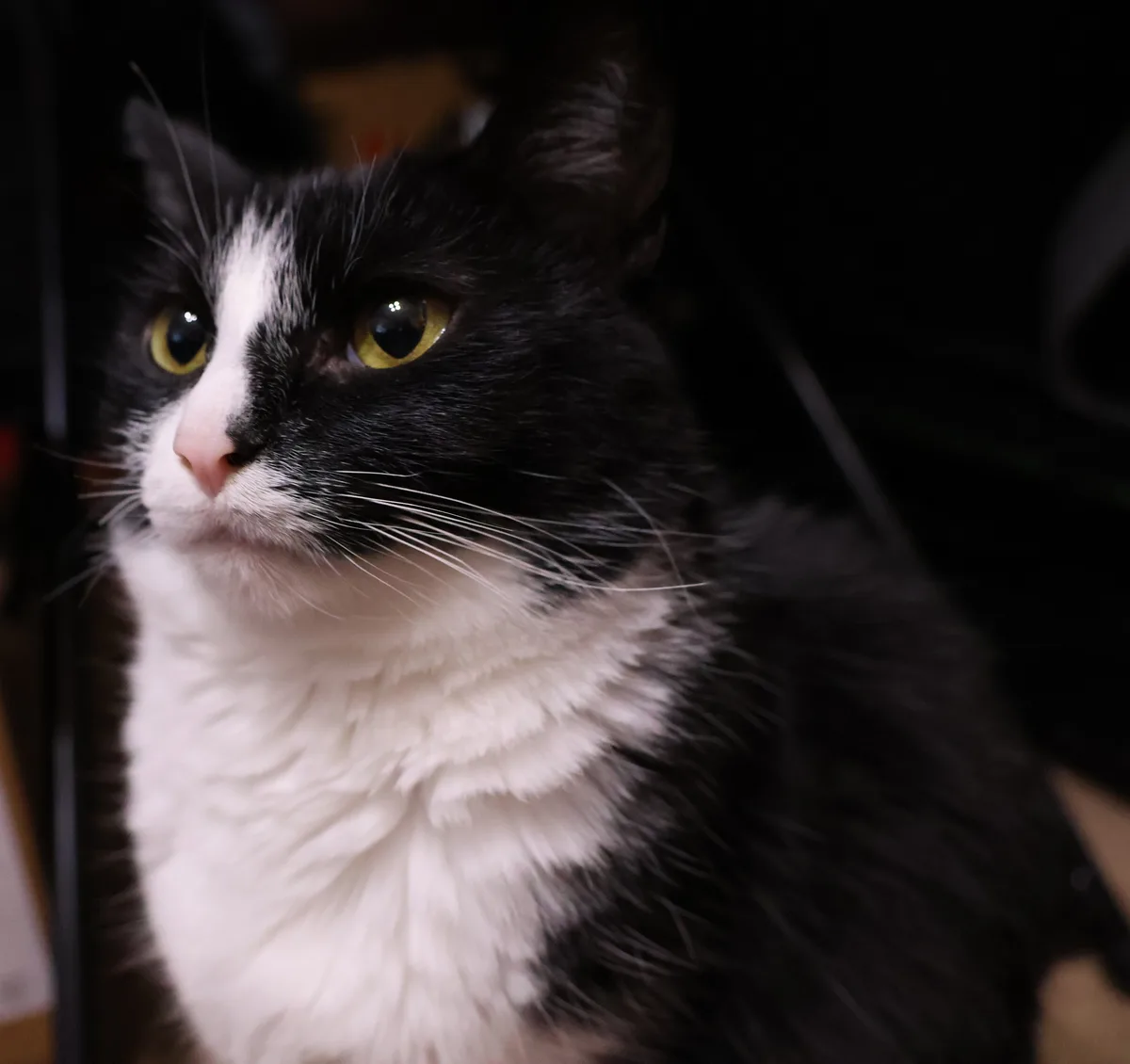 A close-up photo of a black and white cat with striking yellow eyes and a pink nose, looking upward with a serious…