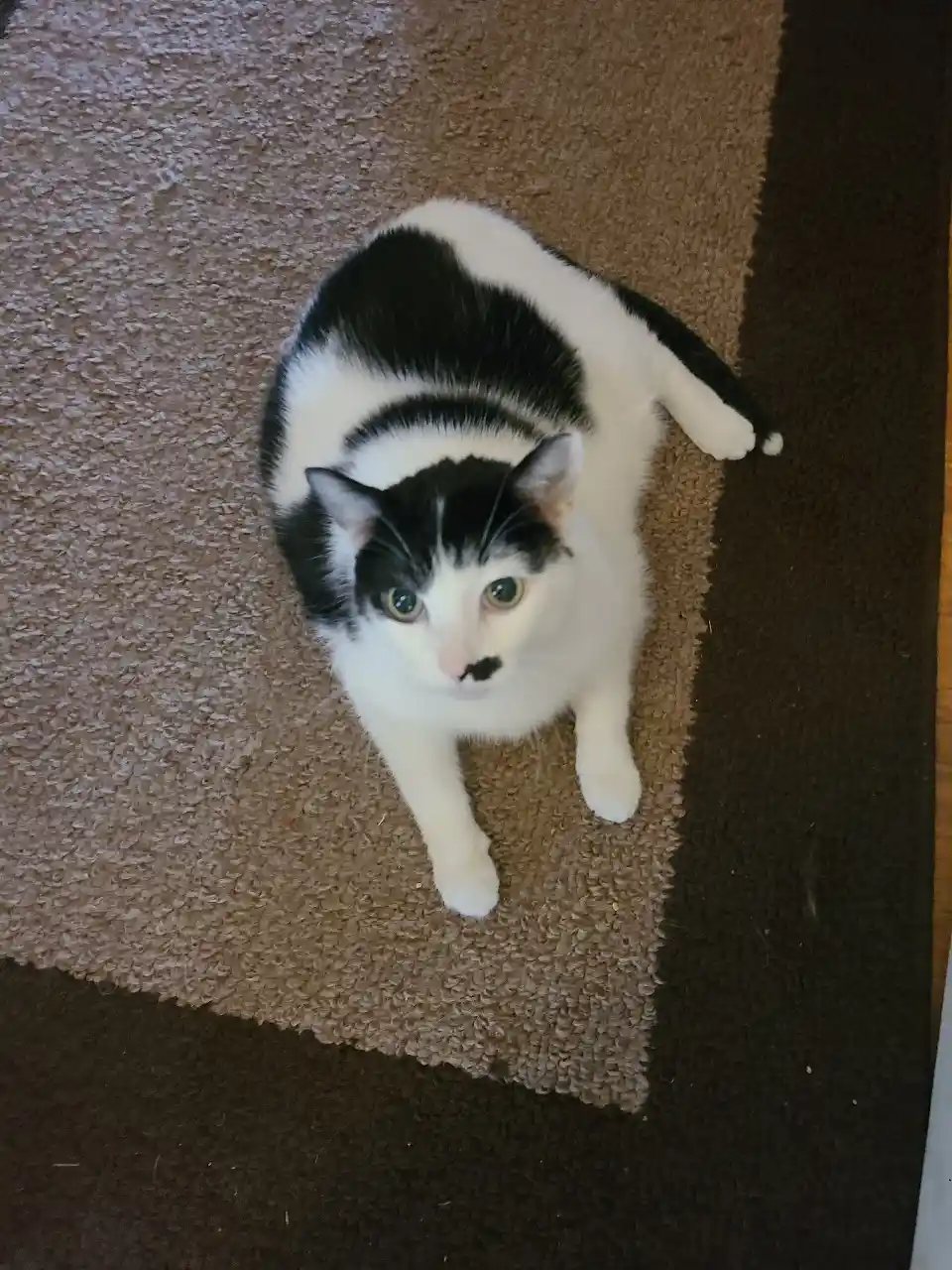 A black and white cat with a distinctive black patch on its nose that resembles a mustache is looking up at the camera from…