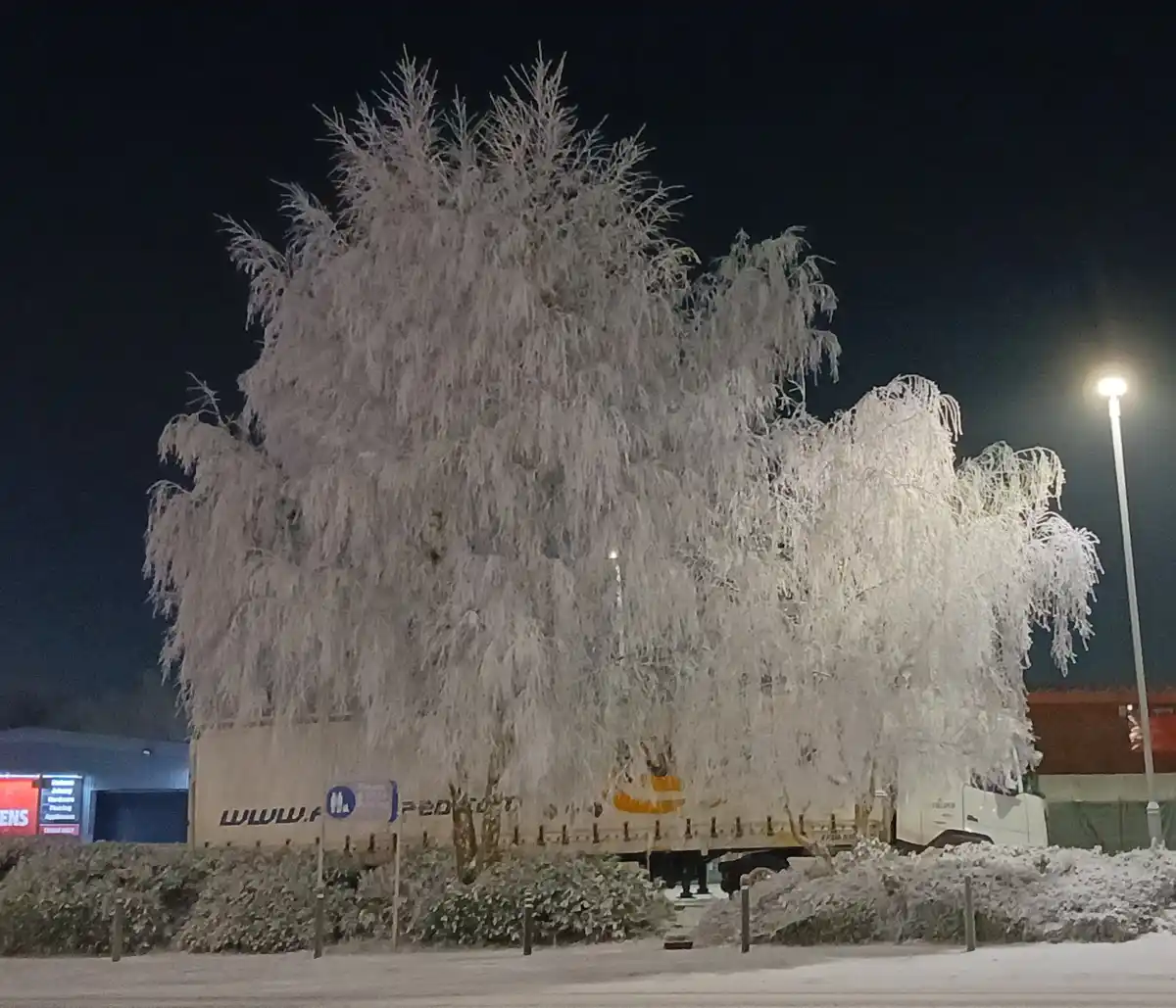 A large tree heavily coated in frost at night, with a semi-truck partially visible behind it, its trailer obscured by the…