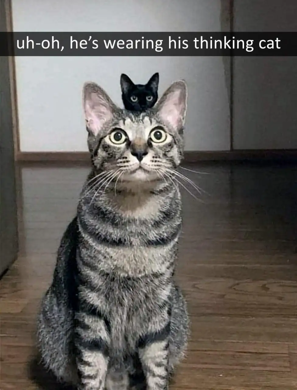 A tabby cat sits upright on a wooden floor with a small black cat perched on its head, both looking forward. The image has a…