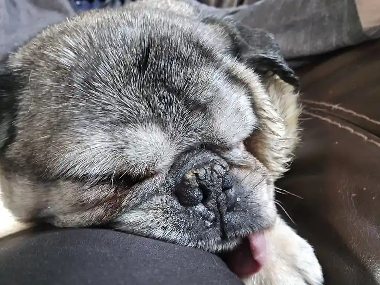 A close-up photo shows a gray and tan pug dog sleeping soundly with its eyes closed, tongue slightly out, resting its head…