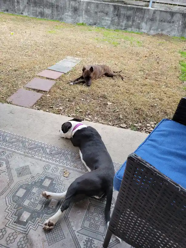 Two dogs are resting in a backyard: one black-and-white dog lies on a patterned rug near a patio chair, while a brown dog…