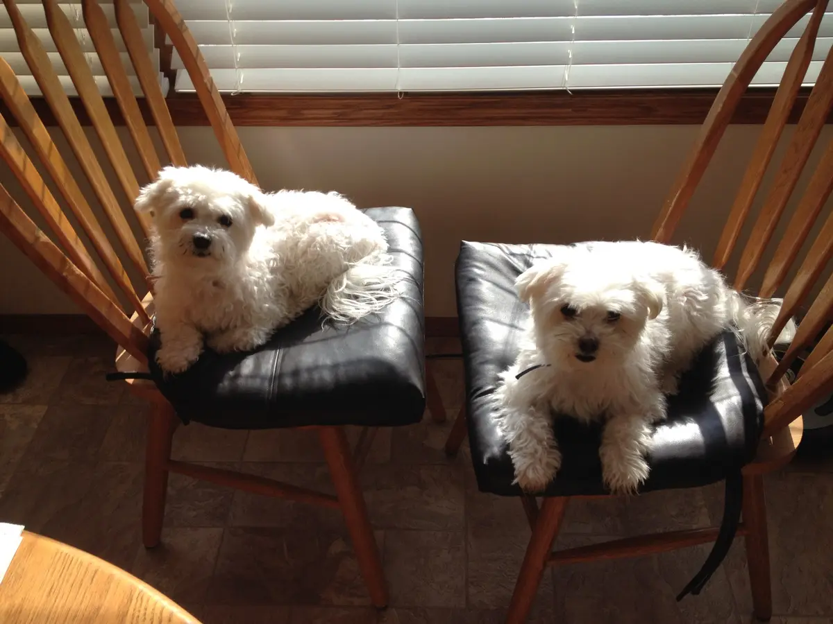 Two fluffy white dogs sit side-by-side on black leather chairs in front of a window with blinds, both looking directly at…