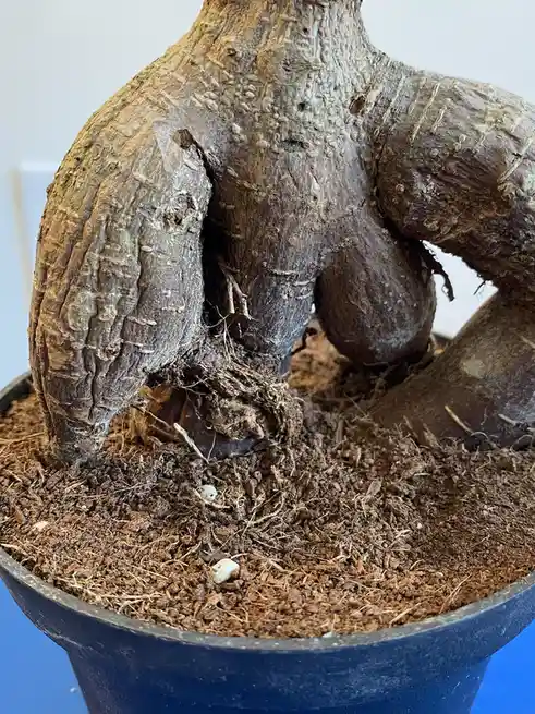 A close-up photo of a potted plant's gnarled, textured trunk that visually resembles a human torso with prominent curves and…