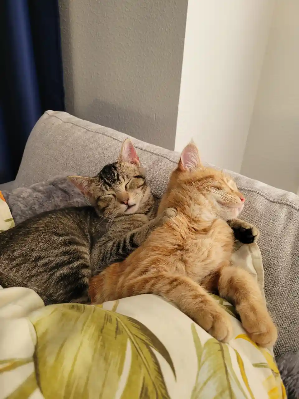 Two cats, one tabby and one orange, are sleeping peacefully side-by-side on a gray couch cushion, nestled on a patterned…