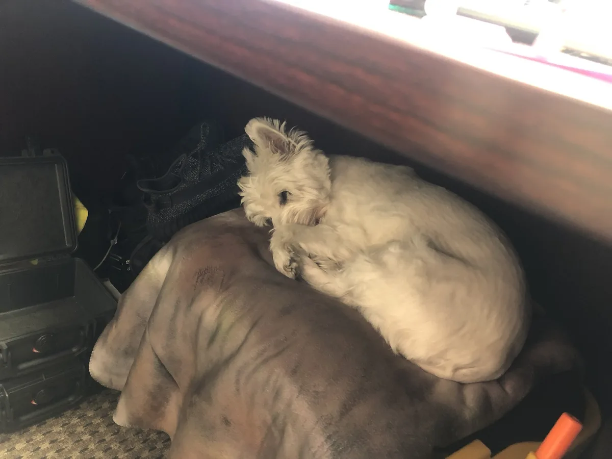 A small white dog is curled up sleeping on a gray blanket under a wooden desk, with shoes and a black case visible nearby…