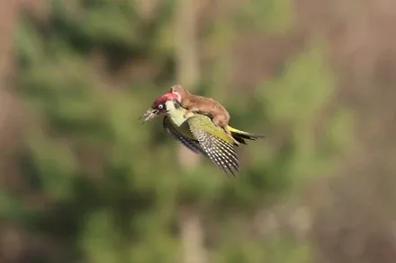 a green and yellow woodpecker in mid-flight carries a small brown baby bird in its beak, against a blurred green forest…
