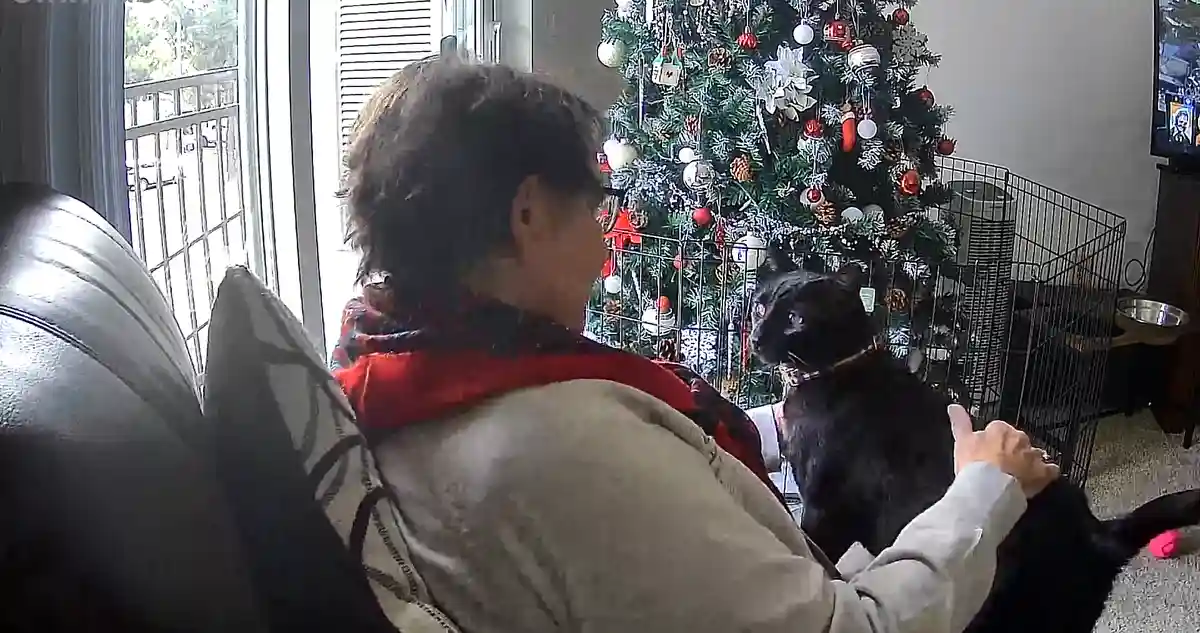 A person sits on a couch next to a black cat, both looking toward a decorated Christmas tree behind a wire fence. The person…