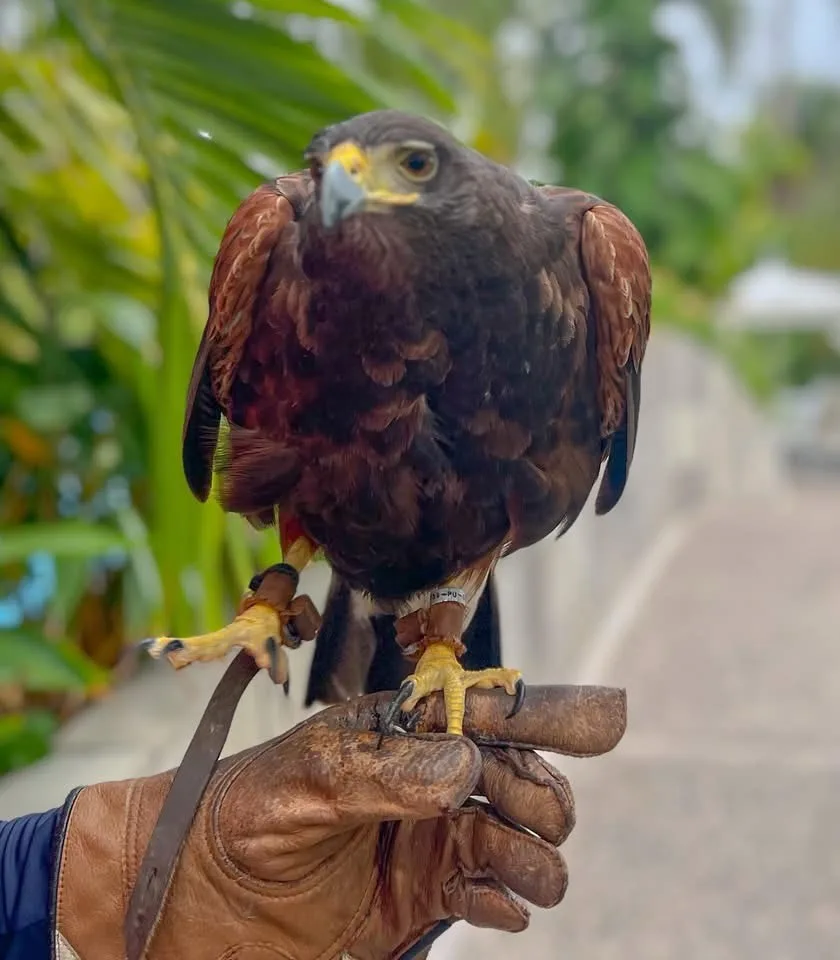 A close-up photo shows a brown hawk perched calmly on a gloved human hand, with green foliage blurred in the background. The…