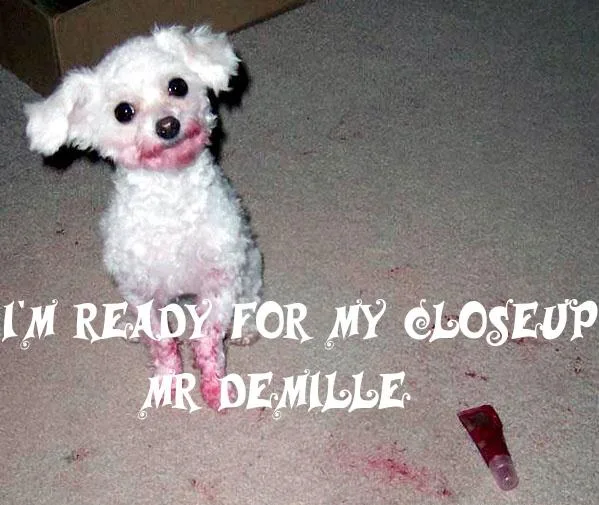 A small white fluffy dog with pink smudges on its face and paws sits on a carpeted floor next to a red tube, with the text…