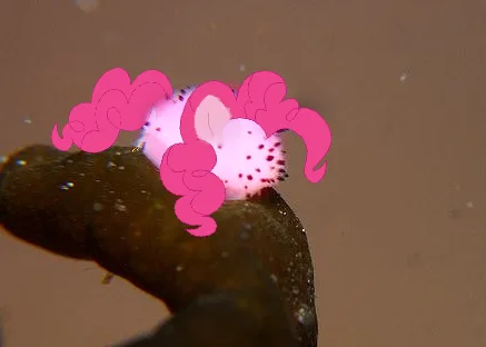 a close-up photo of a small, pink, spotted sea slug (nudibranch) clinging to a dark brown, textured underwater surface. The…