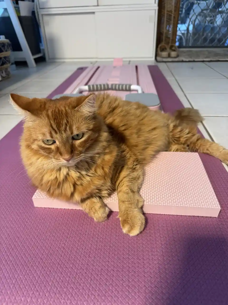 A fluffy orange tabby cat lies sprawled on a pink yoga block placed on a purple yoga mat, looking directly at the camera…