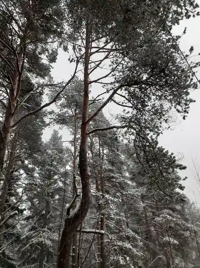 A snowy forest scene with tall pine trees covered in snow, viewed from a low angle against an overcast sky. The image has…