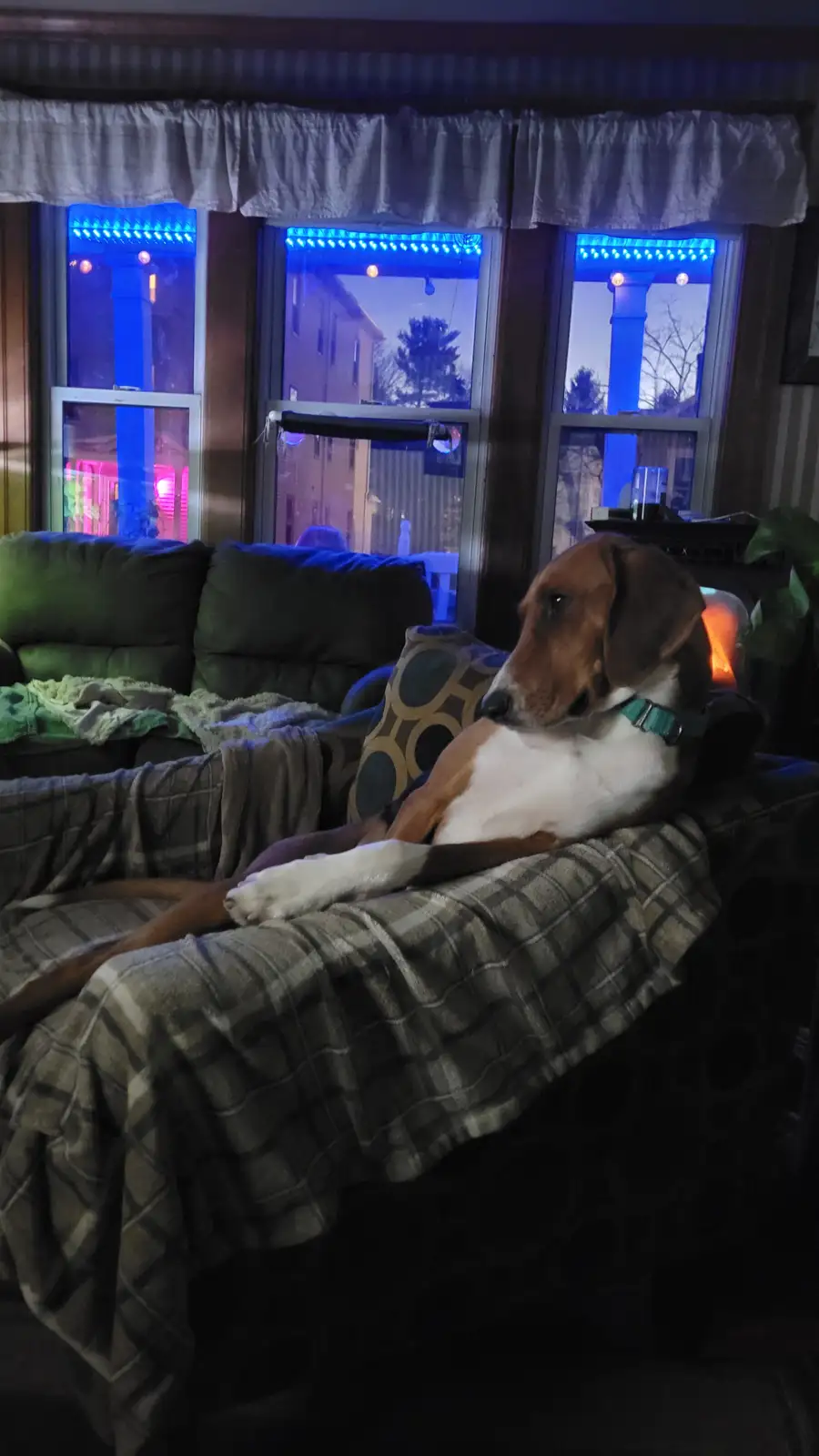 A brown and white dog lounges comfortably on a plaid-covered couch in a dimly lit room, looking relaxed and slightly bored…
