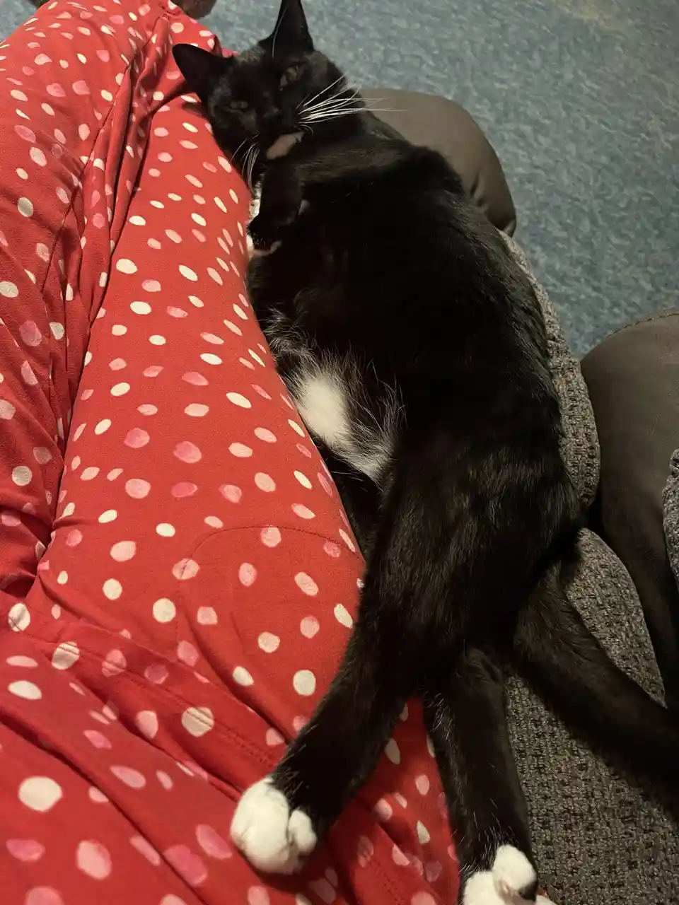 A black cat with white paws and chest is lying comfortably on a person wearing red pajamas with pink and white polka dots…