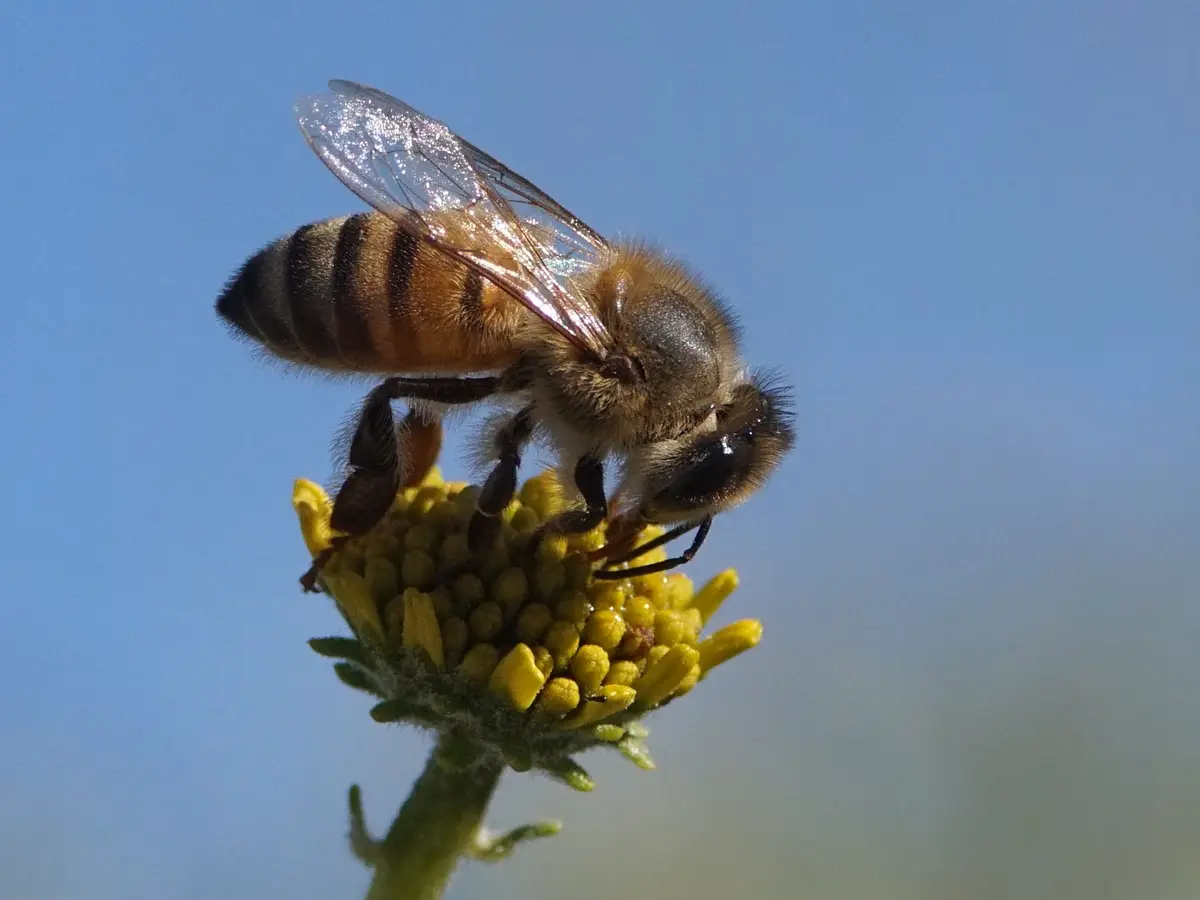 A close-up photograph shows a honey bee with striped abdomen and fuzzy body perched on a yellow flower against a clear blue…