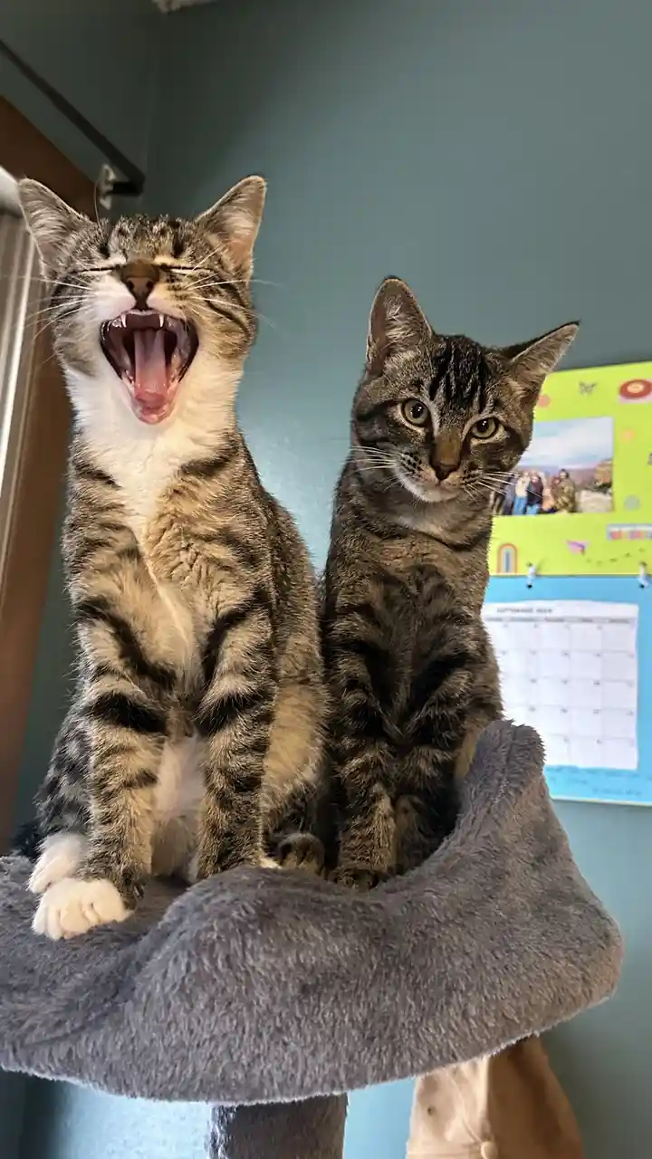MOOOOM, PLEASE STOP!